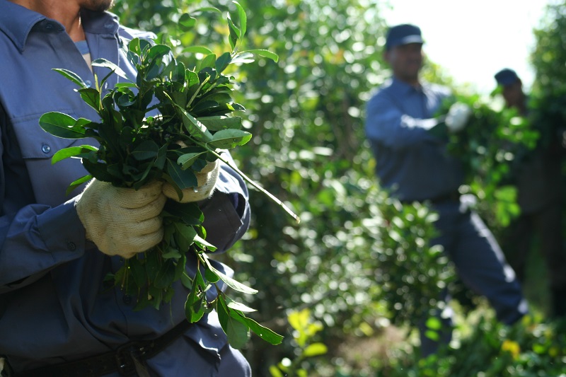 Cosecha de la yerba mate en Corrientes. Fotografía cosecha yerba mate